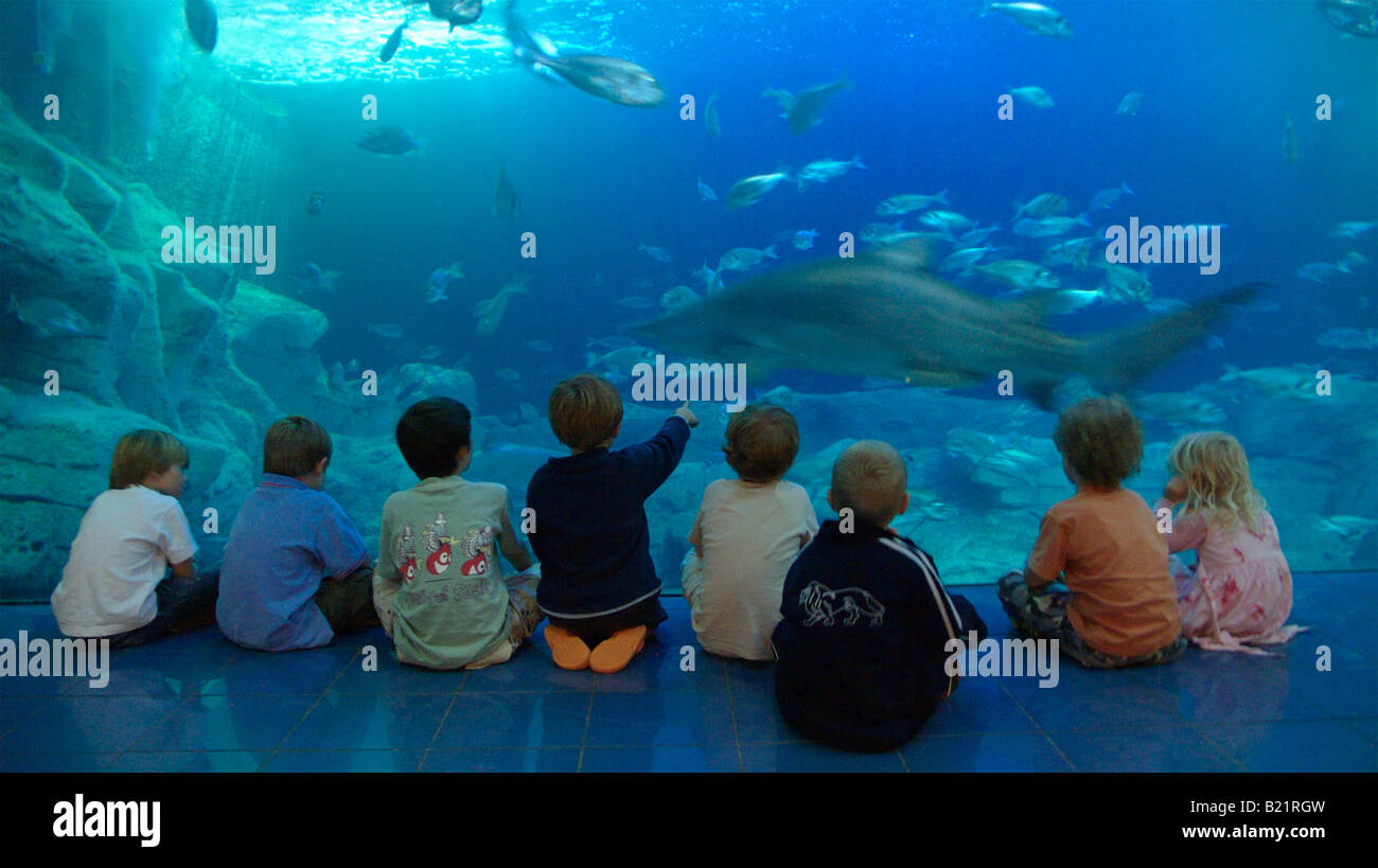 children-enjoy-watching-the-sharks-in-aquarium-plymouth-devon-uk-stock