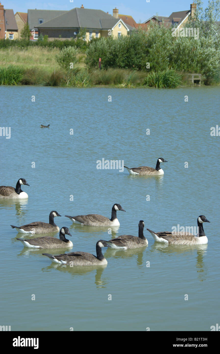 Flock of Canada geese swimming on Lake Ewart Cambourne Country Park Cambridgeshire England Stock Photo