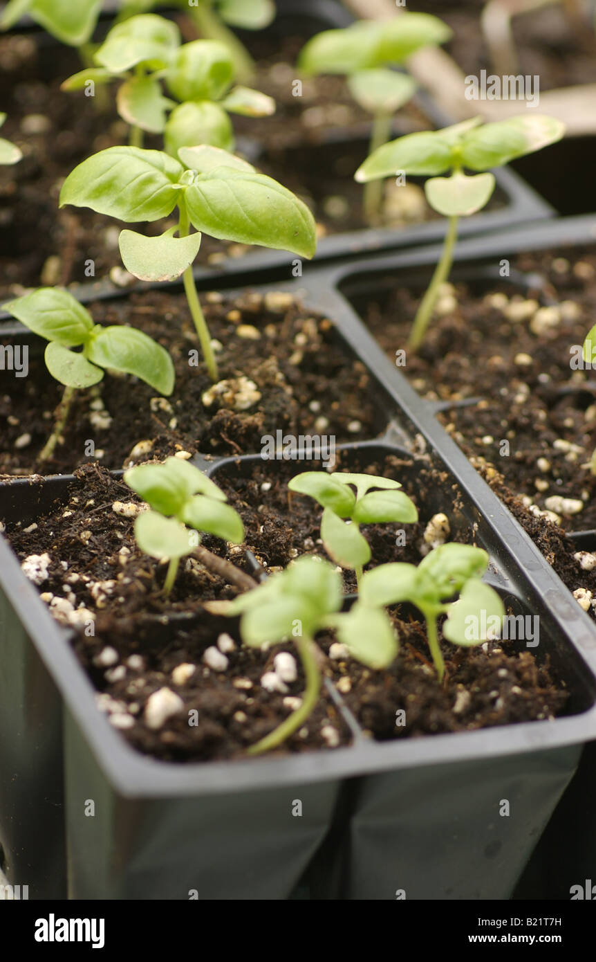 Basil Seedlings High Resolution Stock Photography and Images Alamy