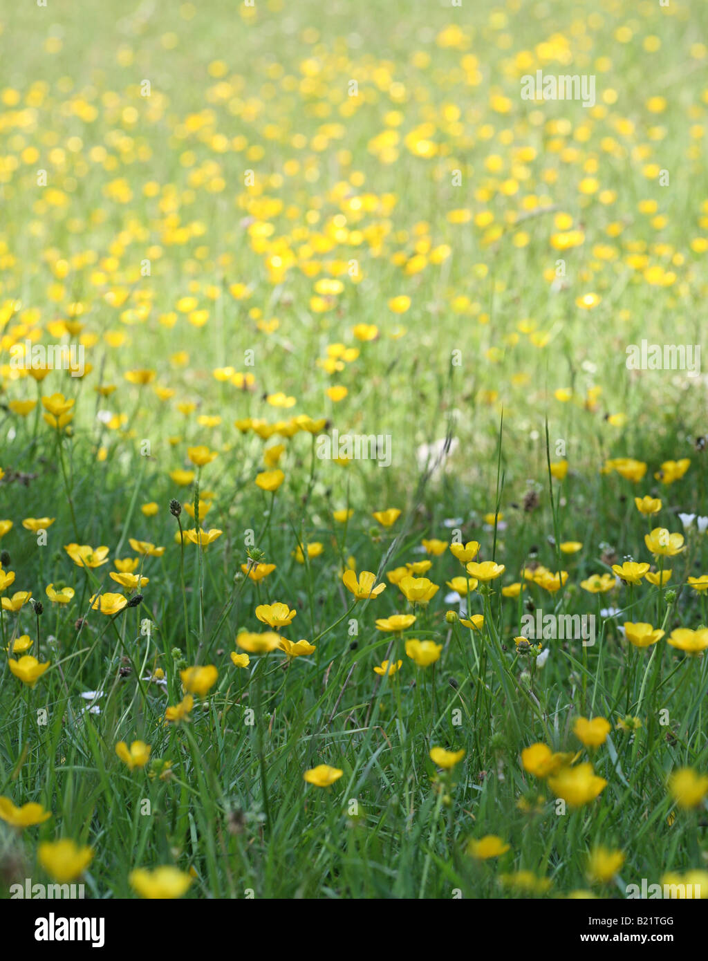 A field of buttercups in an English meadow Stock Photo - Alamy