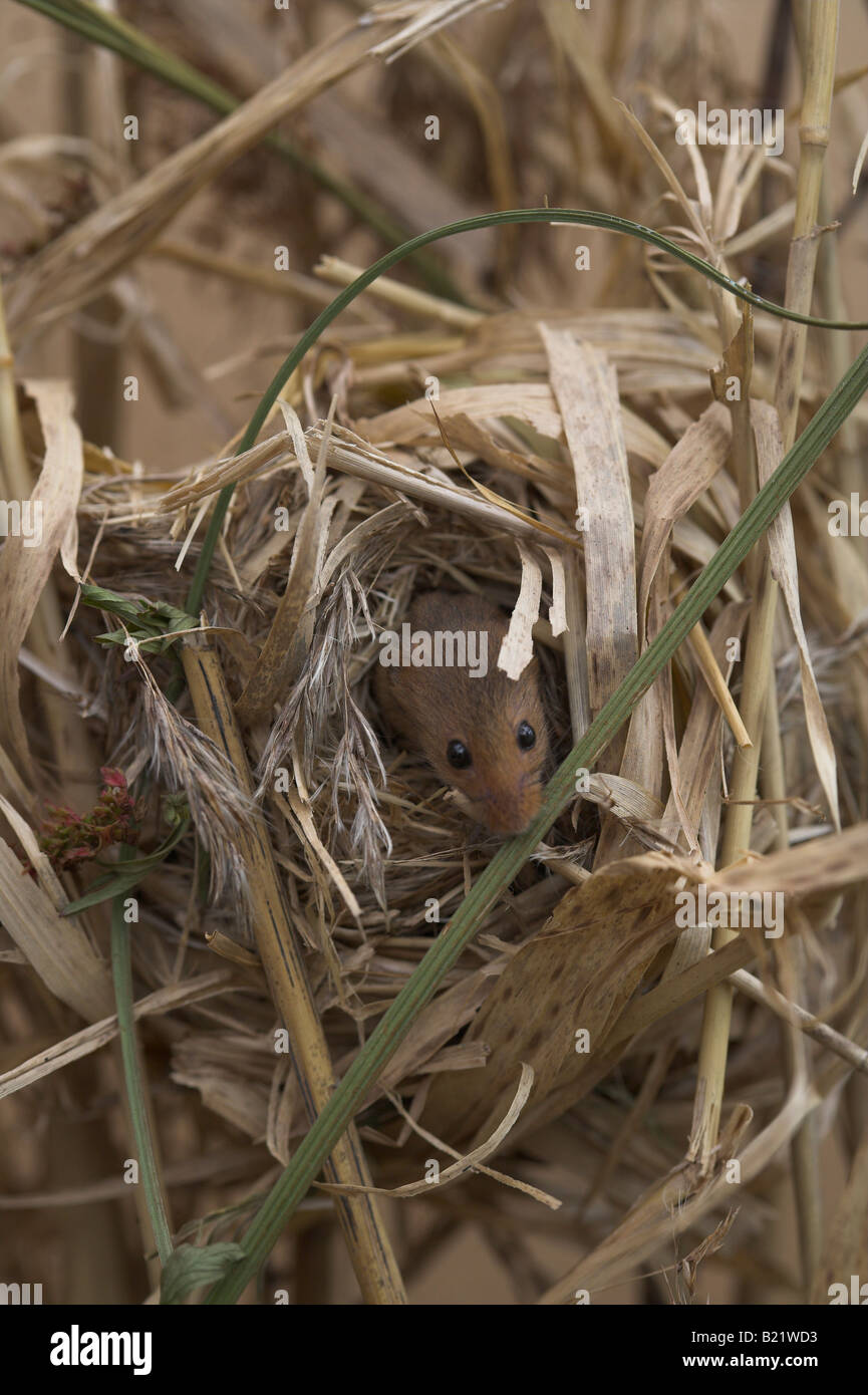 Harvest mouse nest hires stock photography and images Alamy