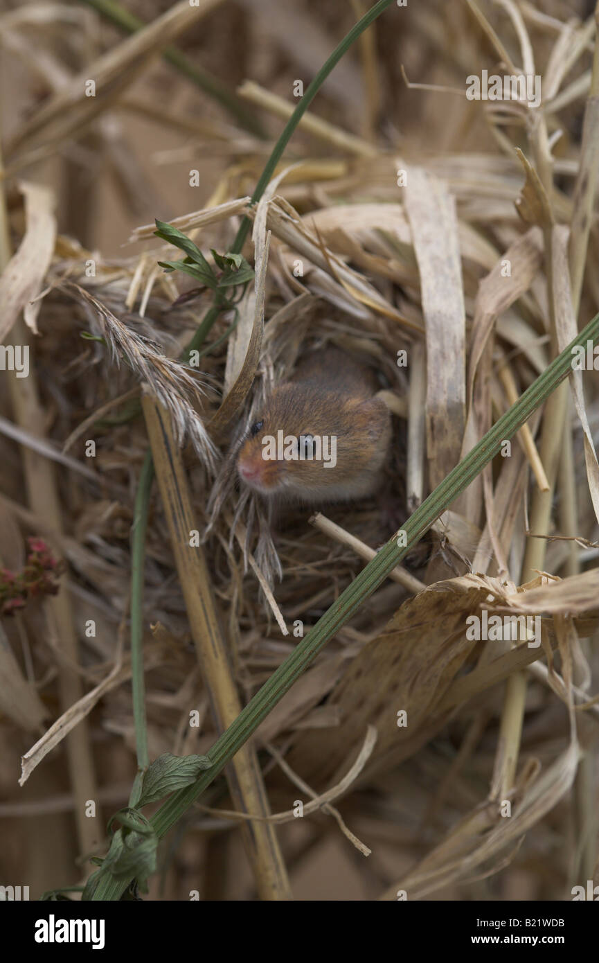 Harvest mouse nest hires stock photography and images Alamy