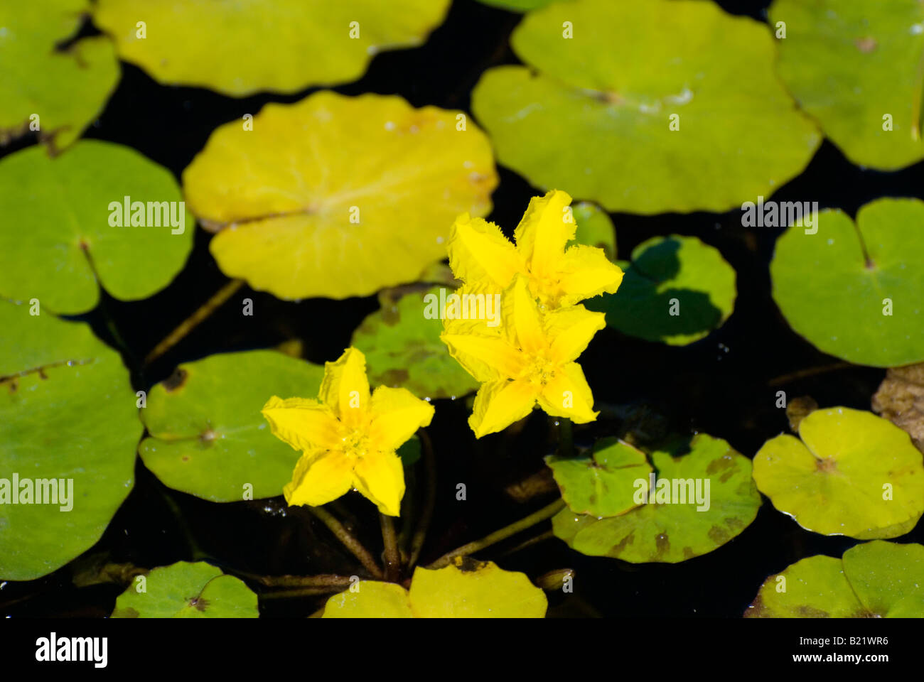 lily pads with flowers Stock Photo Alamy