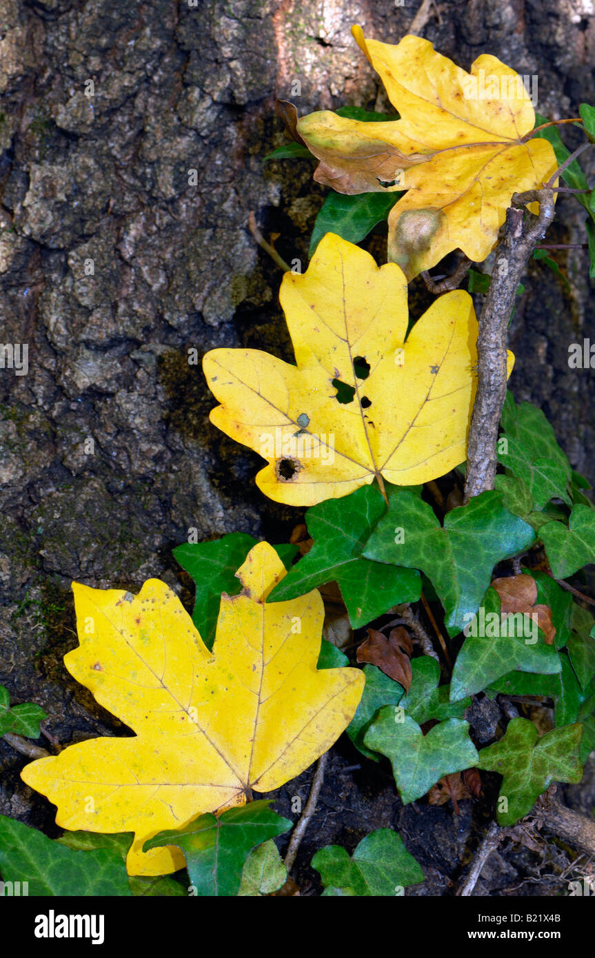 autumn maple leaves Stock Photo