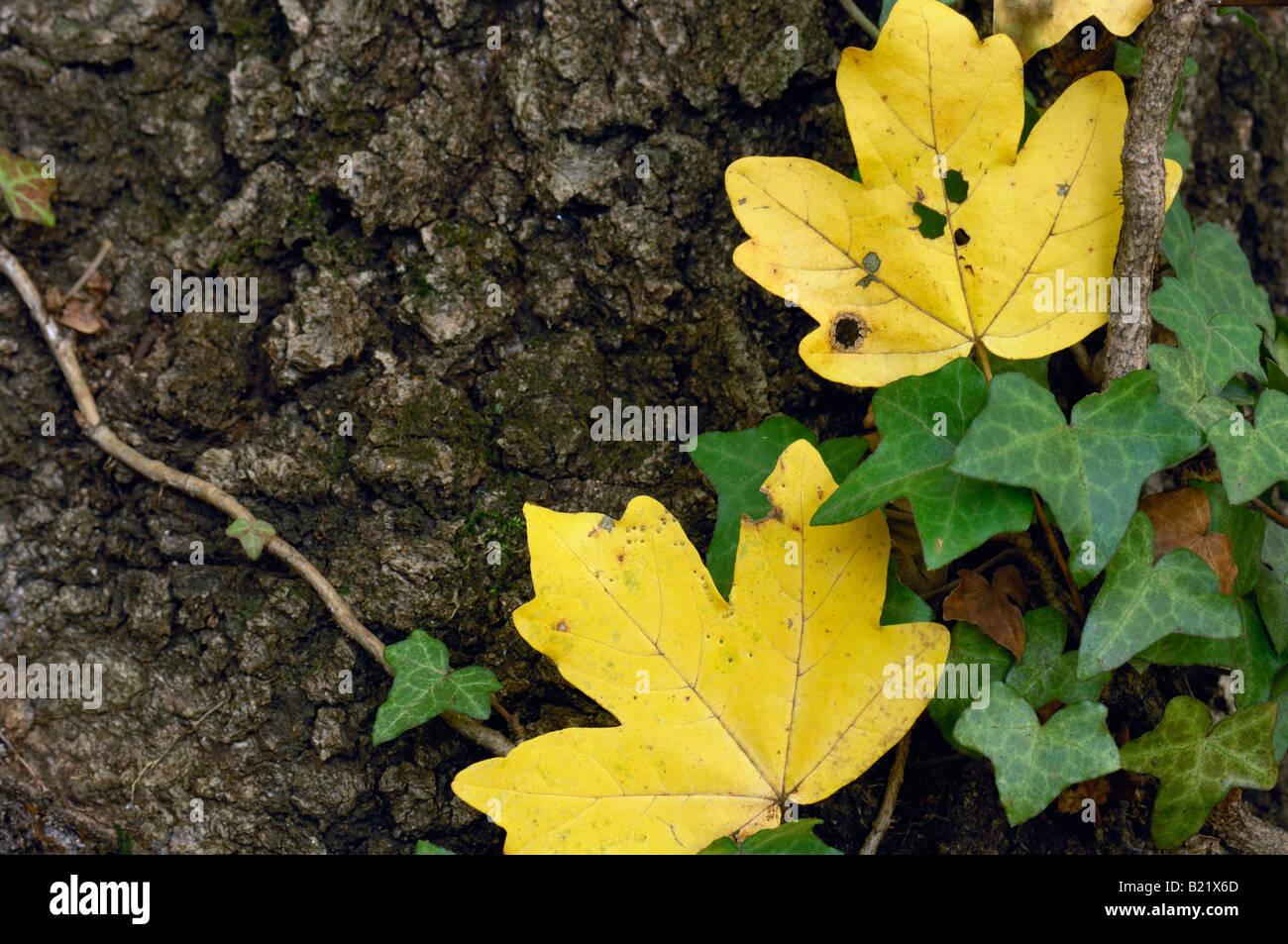 autumn maple leaves Stock Photo