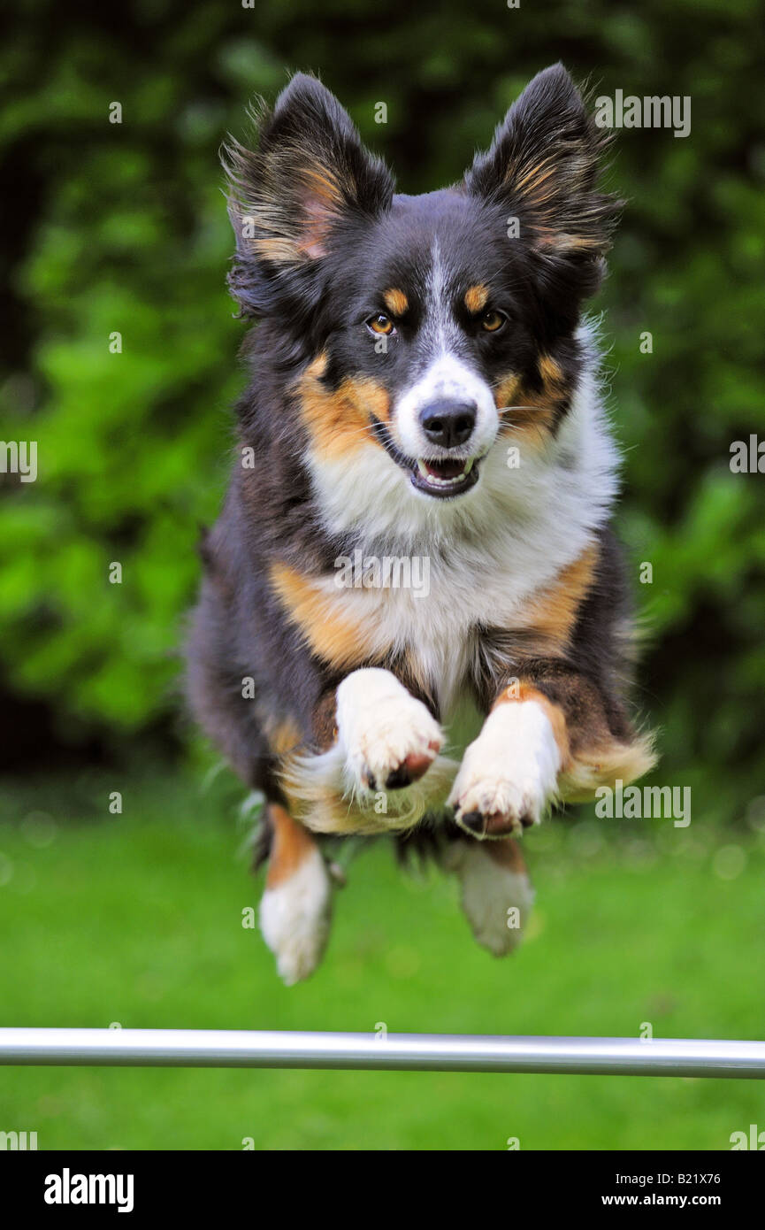 Dog jumping over a bar Stock Photo