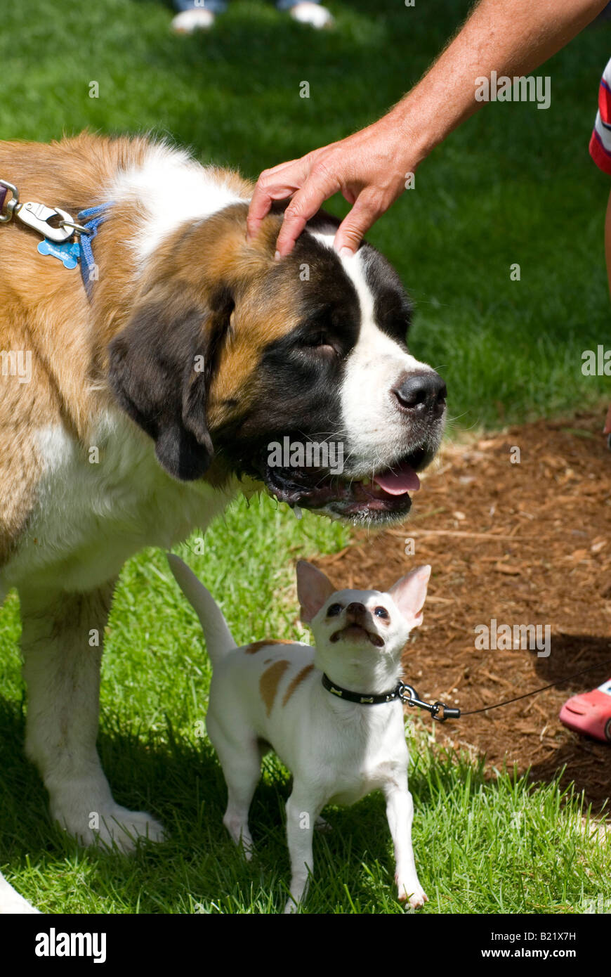 Saint bernard cheap chihuahua