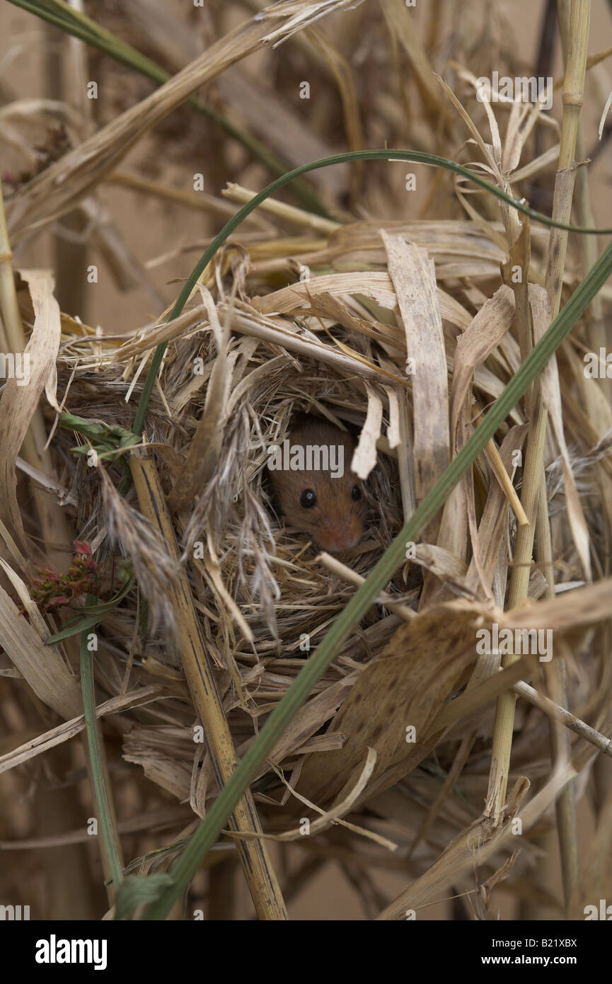 Harvest mouse nest Micromys minutus Stock Photo Alamy