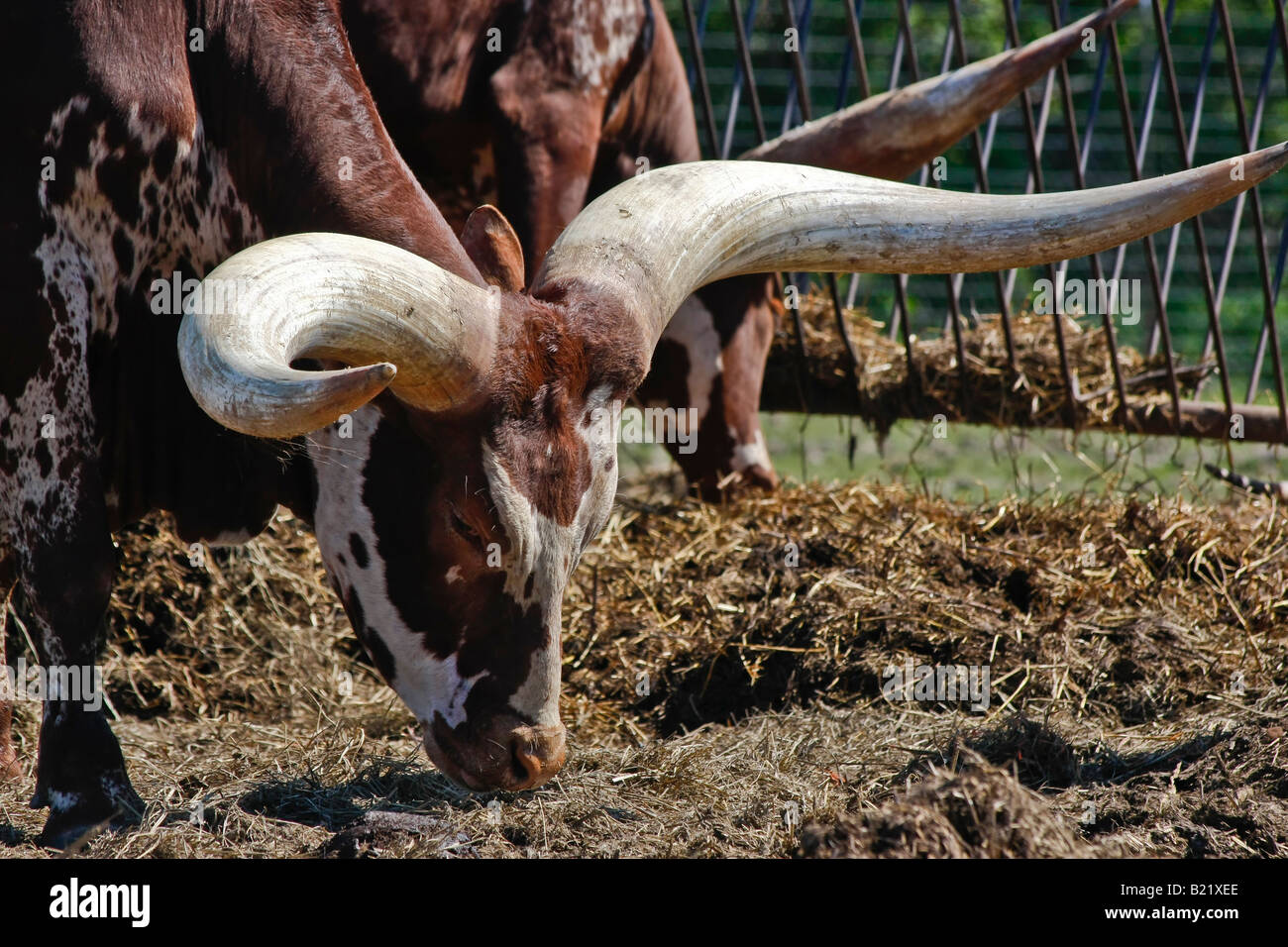 African safari in Port Clinton Ohio USA Longhorn Cattle animal bull rural Ohio in USA hi-res Stock Photo