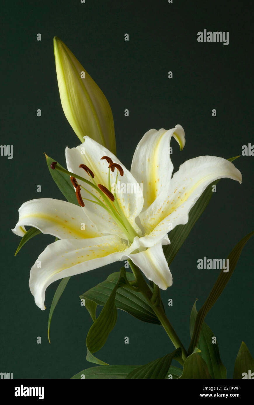 Close Up Of Lilium Auratum Stock Photo Alamy