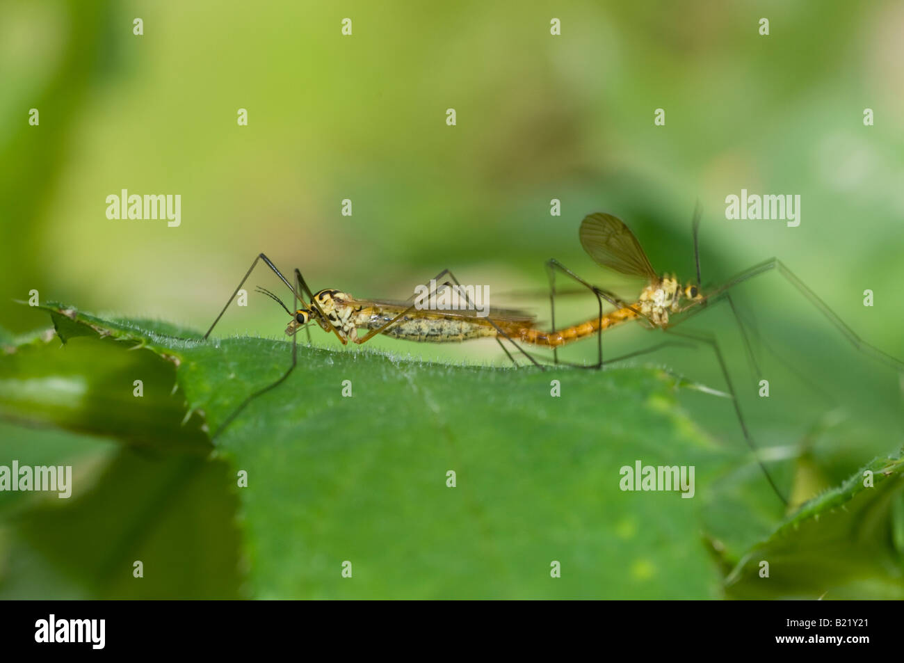 Female and male spotted crane fly Nephrotoma appendiculata mating Stock Photo