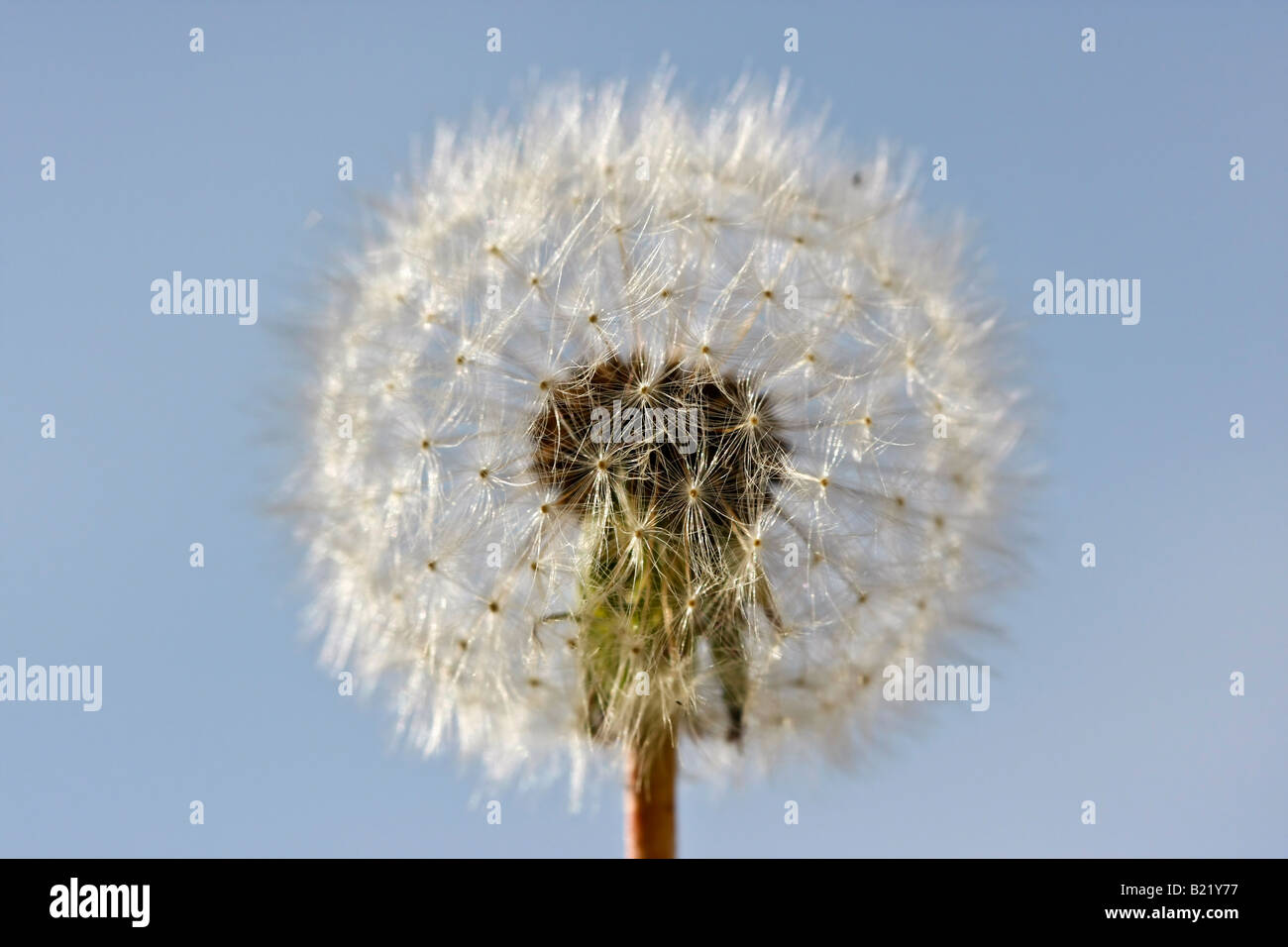 Common Dandelion seeds Taraxacum Asteraceae Summer a flower pictures images photos large high resolution horizontal in USA US hi-res Stock Photo
