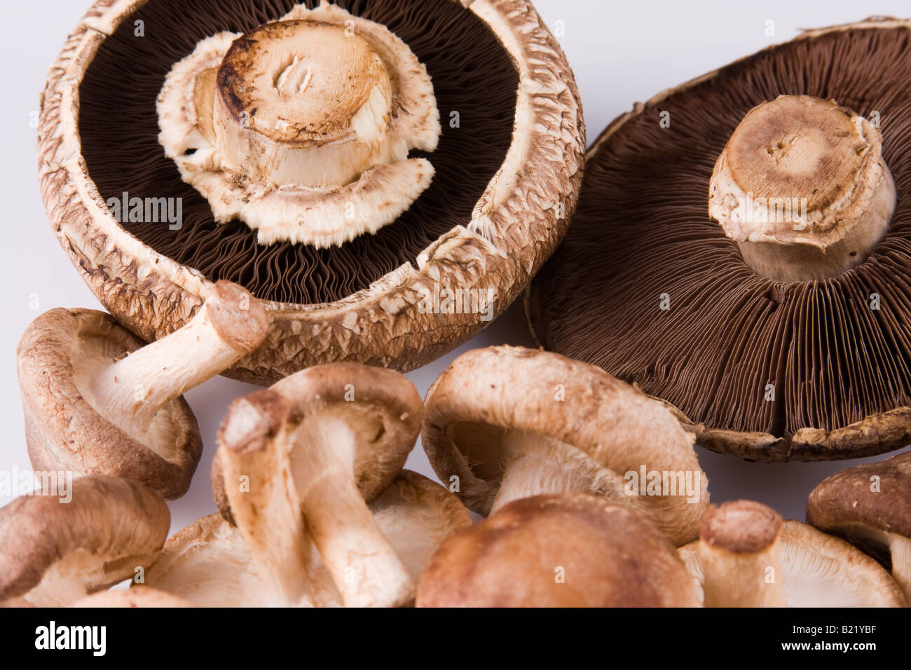 Brown Cremini, Shiitake, Portobello Mushrooms Stock Photo Alamy