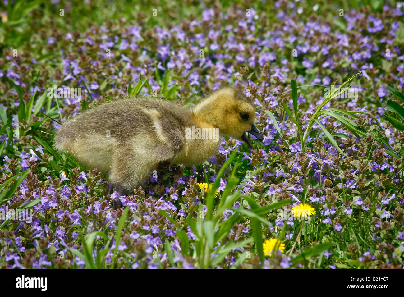 One goose gosling in the blooming meadow rural landscape overhead ...