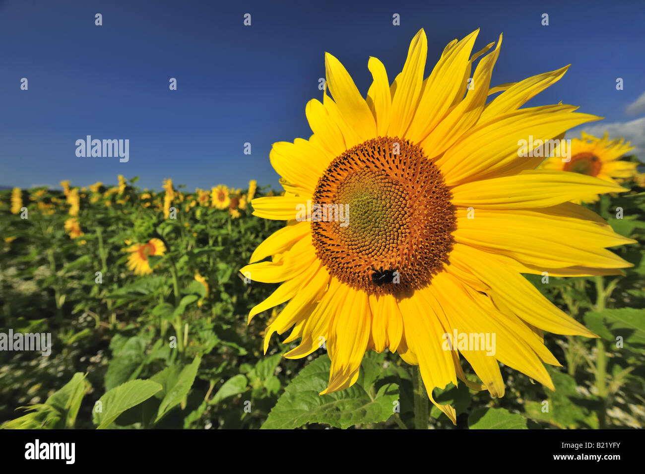 A field of Swiss sunflowers. Space for copy in sky Stock Photo - Alamy