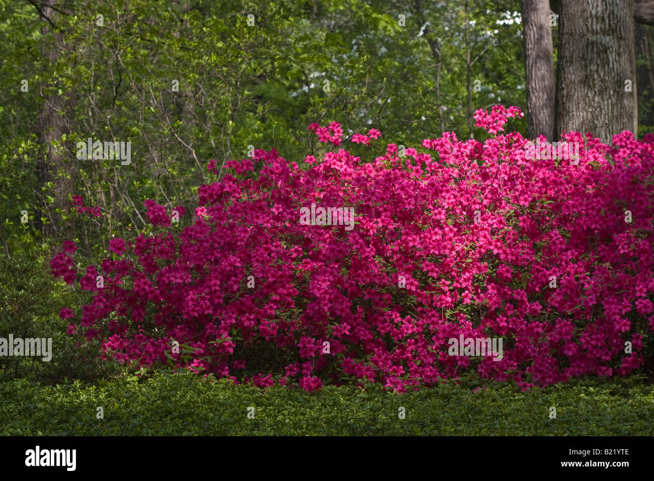 Arboretum hi res hi-res stock photography and images - Alamy
