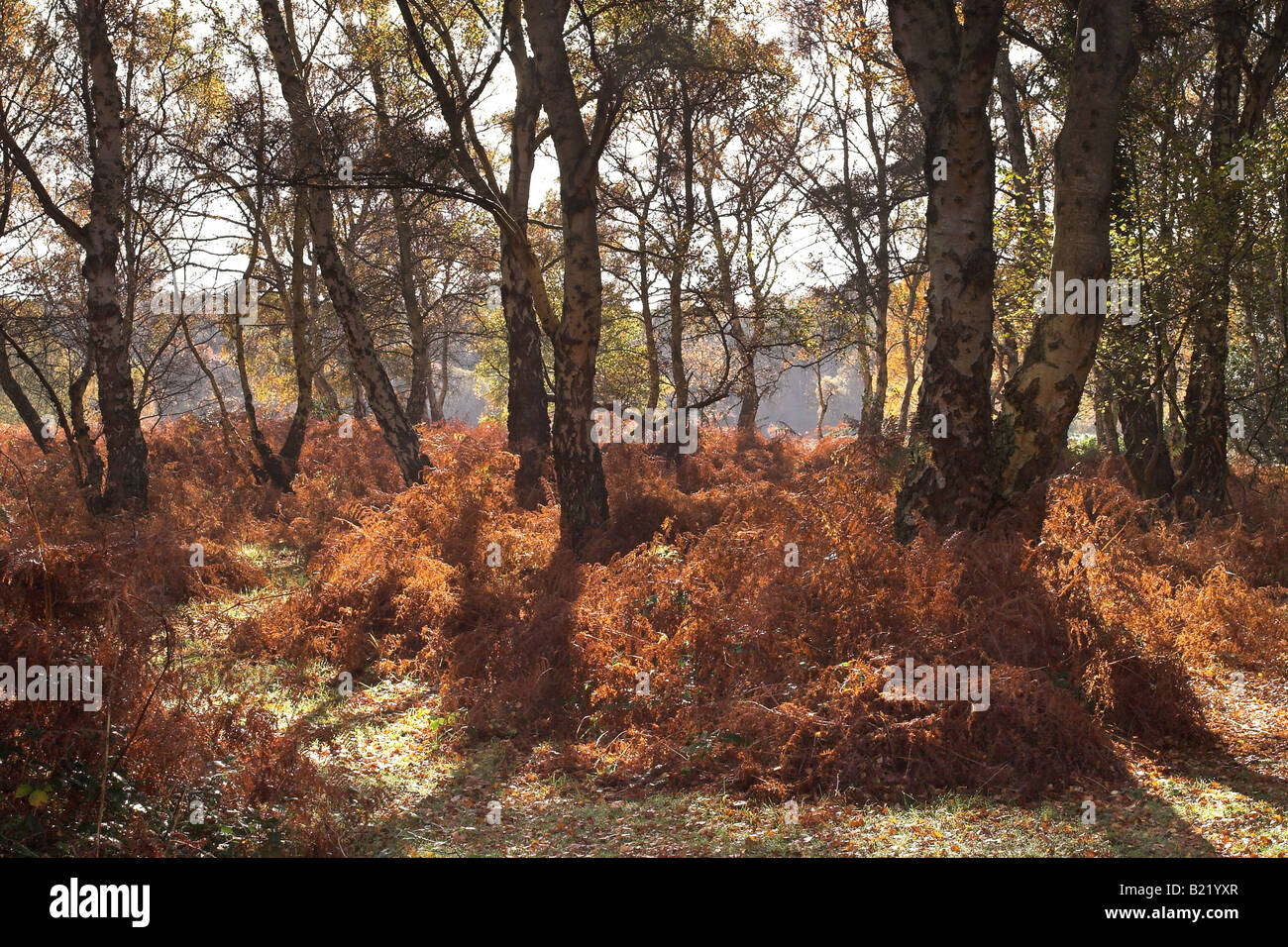 Autumn in The New Forest, Hampshire, England, UK Stock Photo