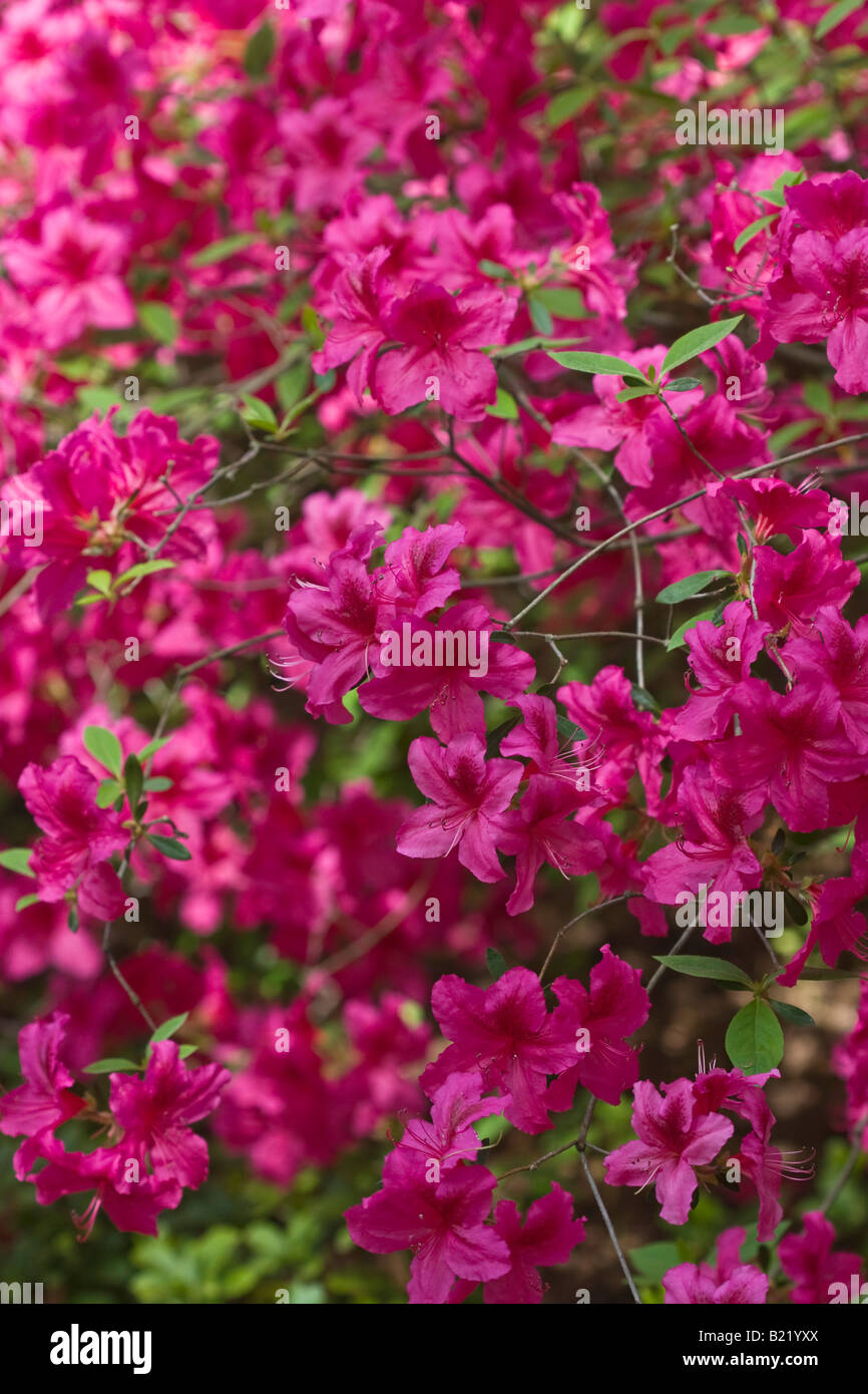 Pink Azaleas bush blossoms early Spring in the public park pictures ...