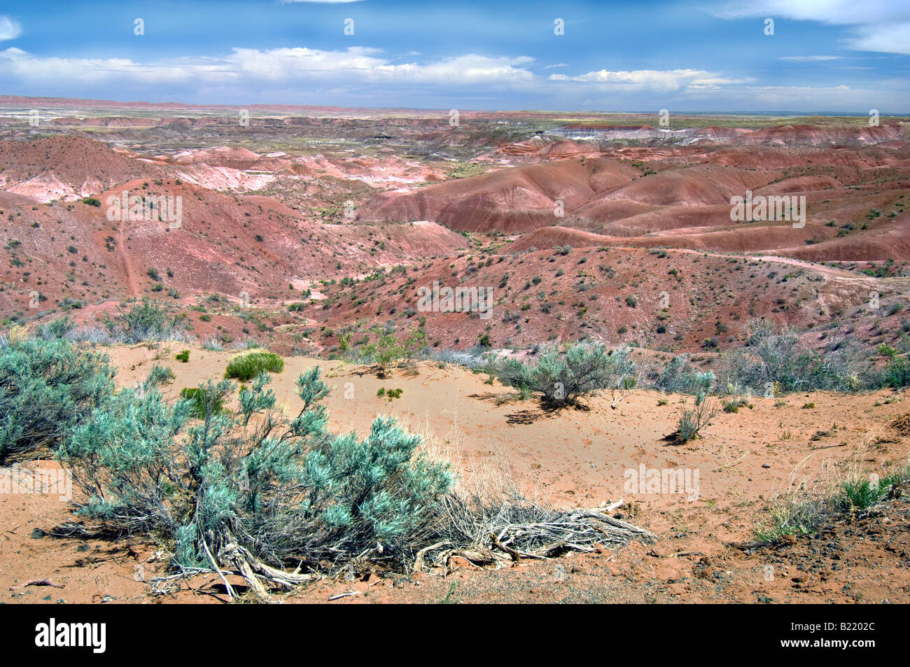 Vegetation in the Painted Desert area of the Petrified National Park in Arizona Stock Photo