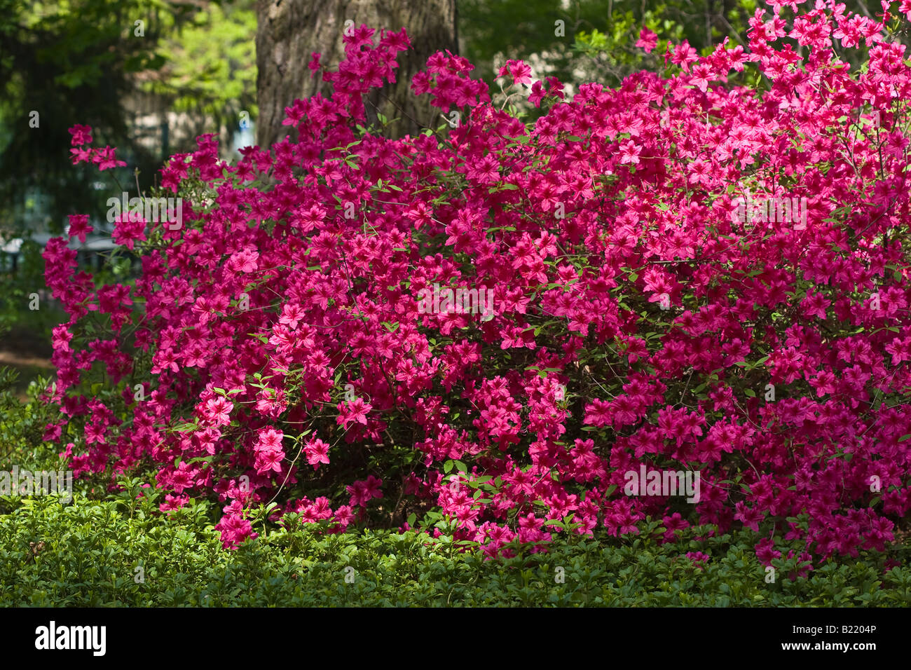 Pink Azaleas bush blossoms early Spring in the public park pictures ...