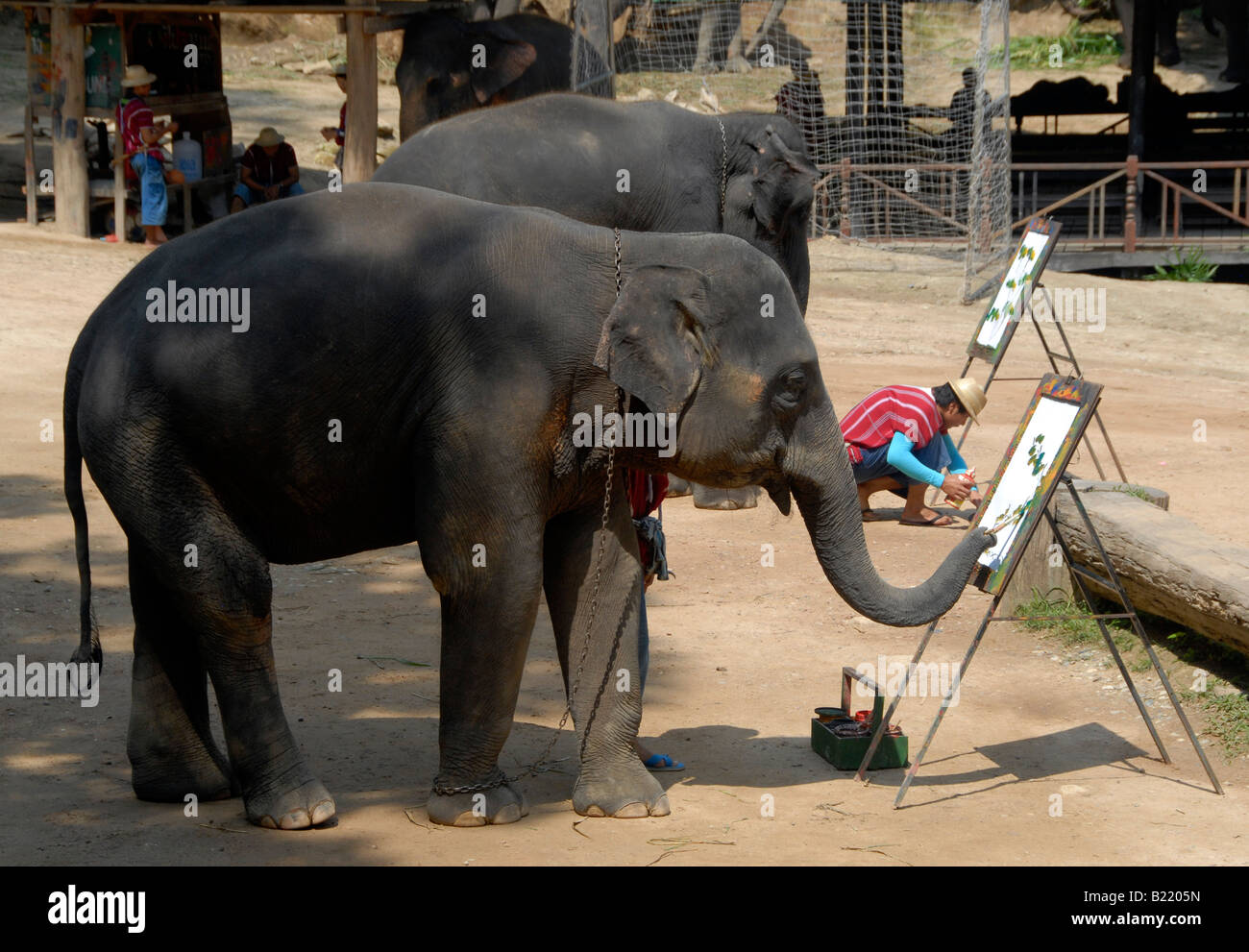 Elephant painting, Maesa Elephant Camp, Near Chiang Mai, Northern Thailand Stock Photo