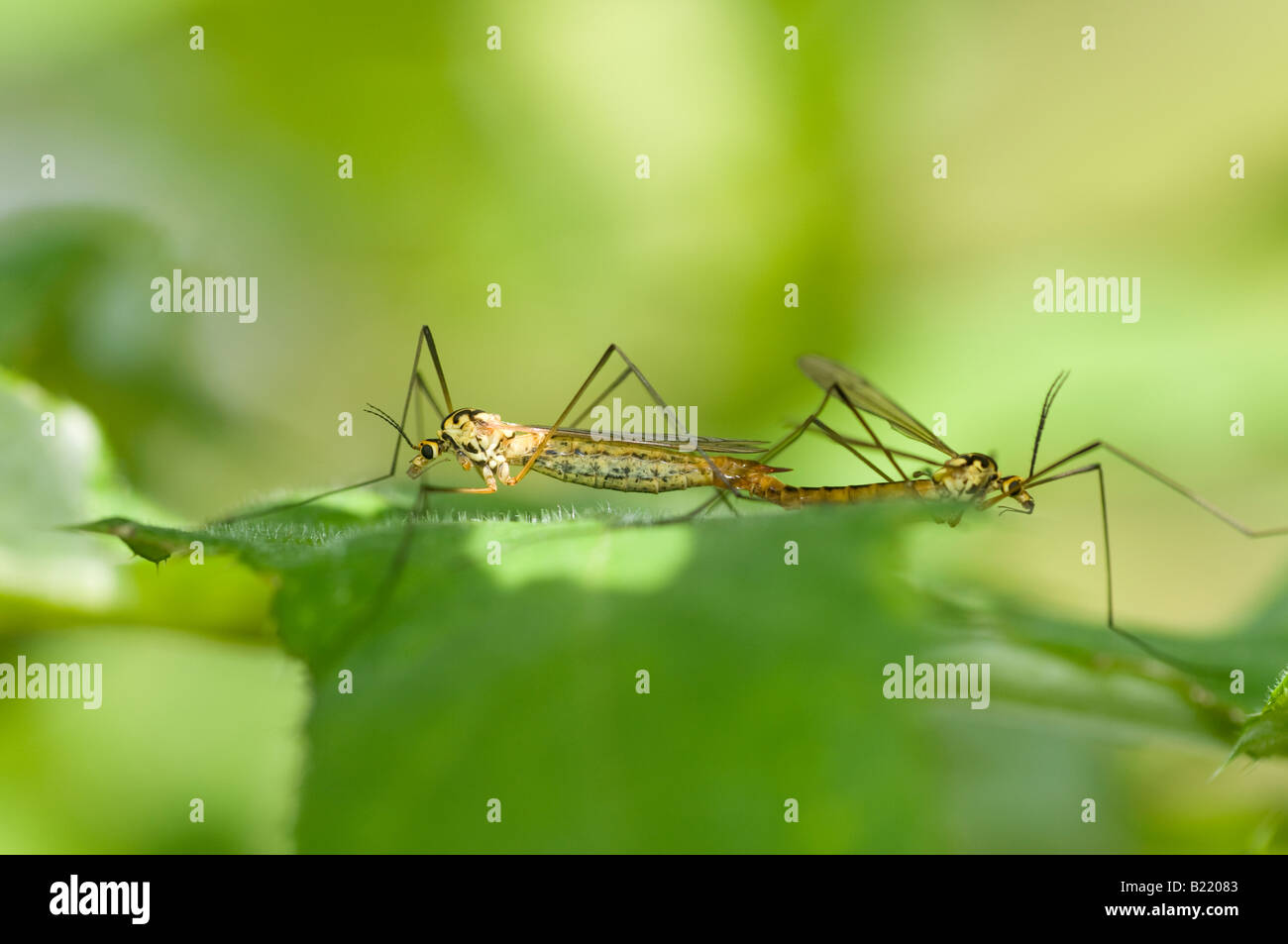 Female and male spotted crane fly Nephrotoma appendiculata mating Stock Photo