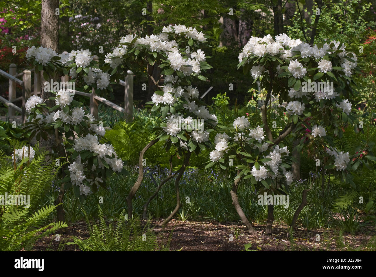 White Rhododendron a bush with flowers early Spring time is arrived finally here Springtime season close up front view nobody none no one hi-res Stock Photo