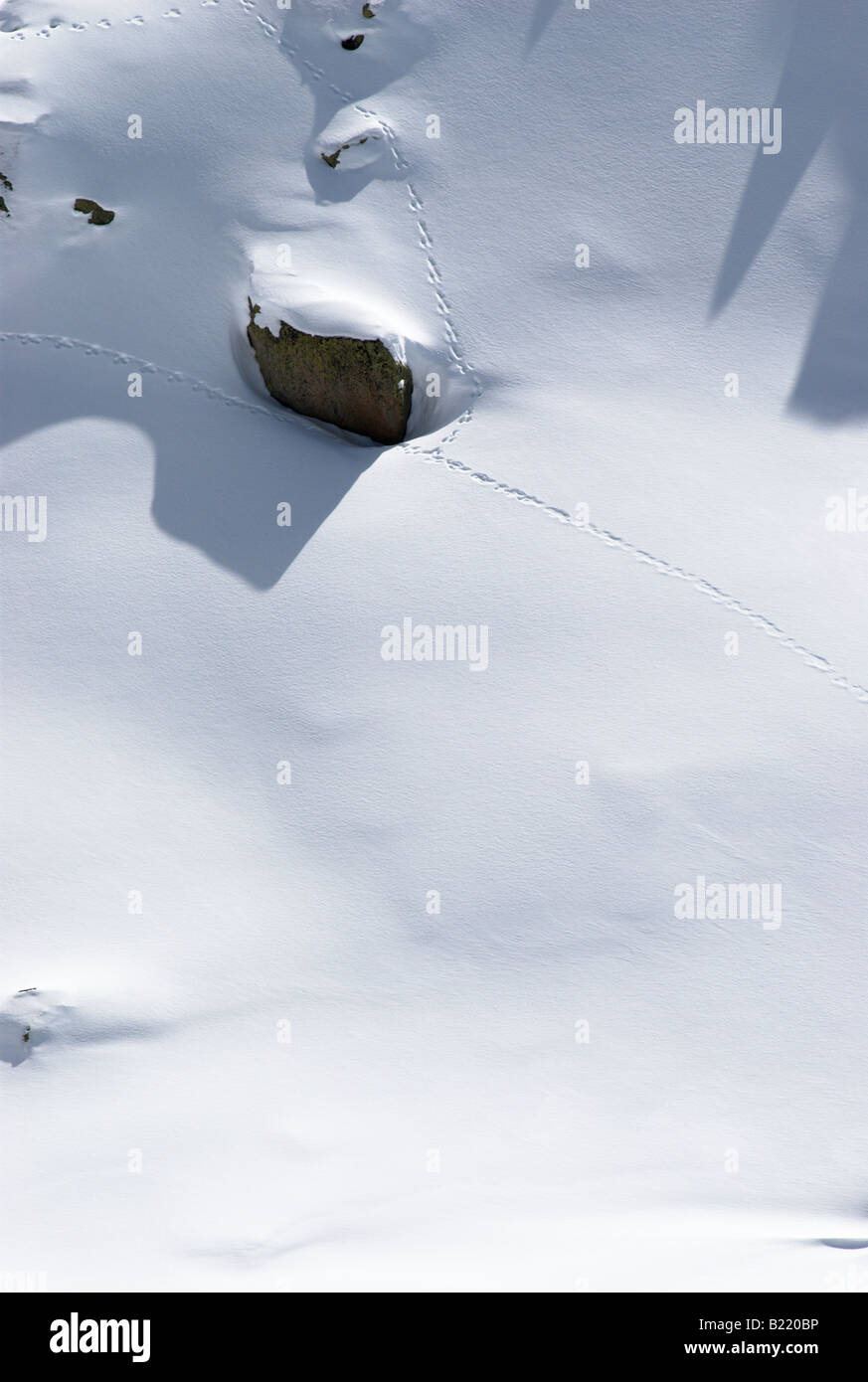 Rabbit tracks in fresh nicely textured snow surface Stock Photo
