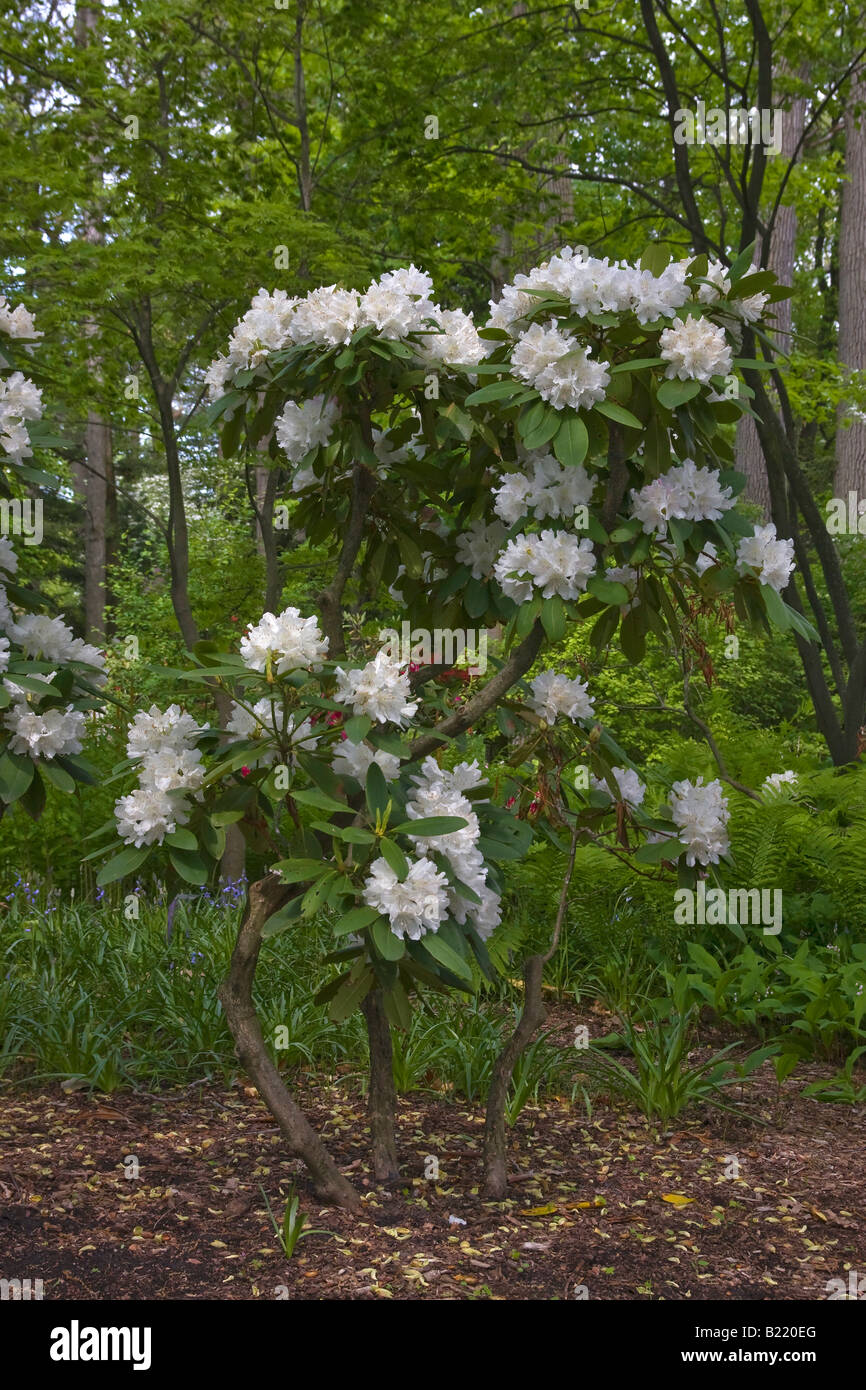 White Rhododendron dwarf tree American park Ohio spring plant Stock Photo