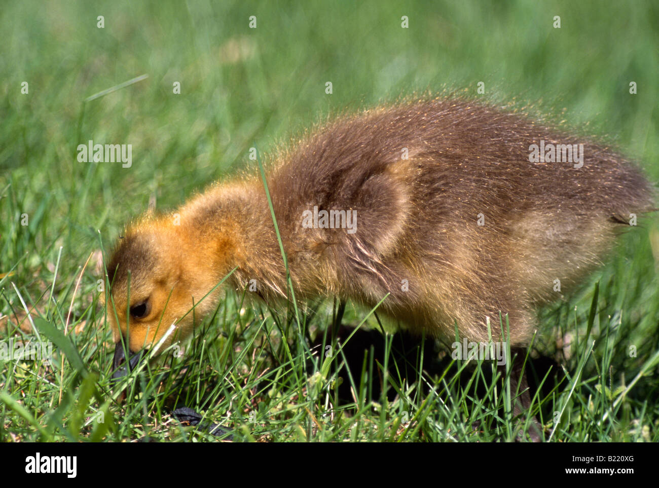 Canada Goose (Branta canadensis) hatchling feeding Stock Photo - Alamy