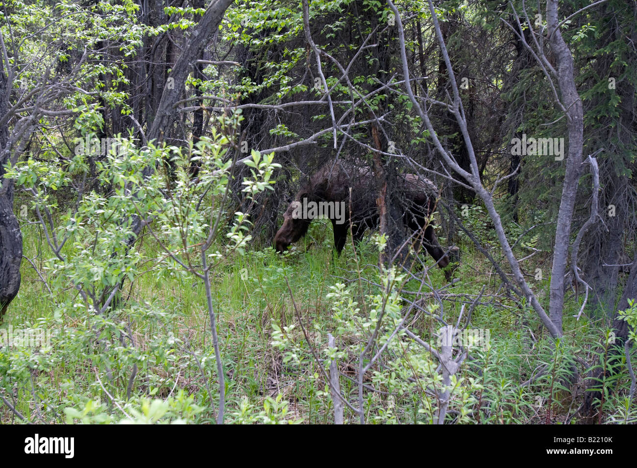 Moose in the forest, Alaska. Stock Photo