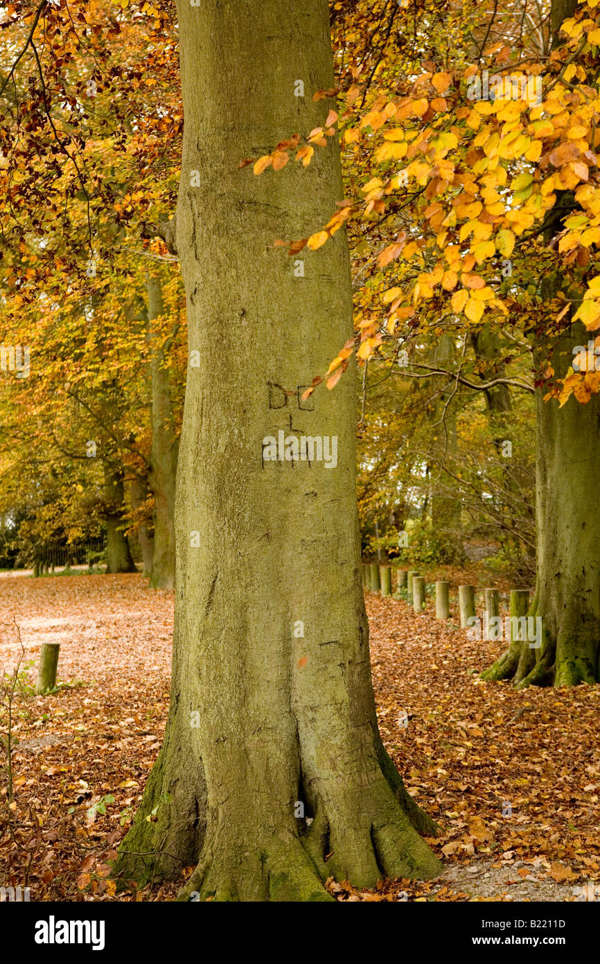 Tree Intital tree with initials carved into the trunk Stock Photo - Alamy