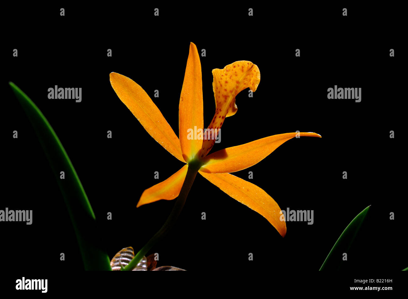 Orchid flower, Brassolaeliocattleya Blc. Haleahi Sunbow x Blc. Richard Mueller. Stock Photo