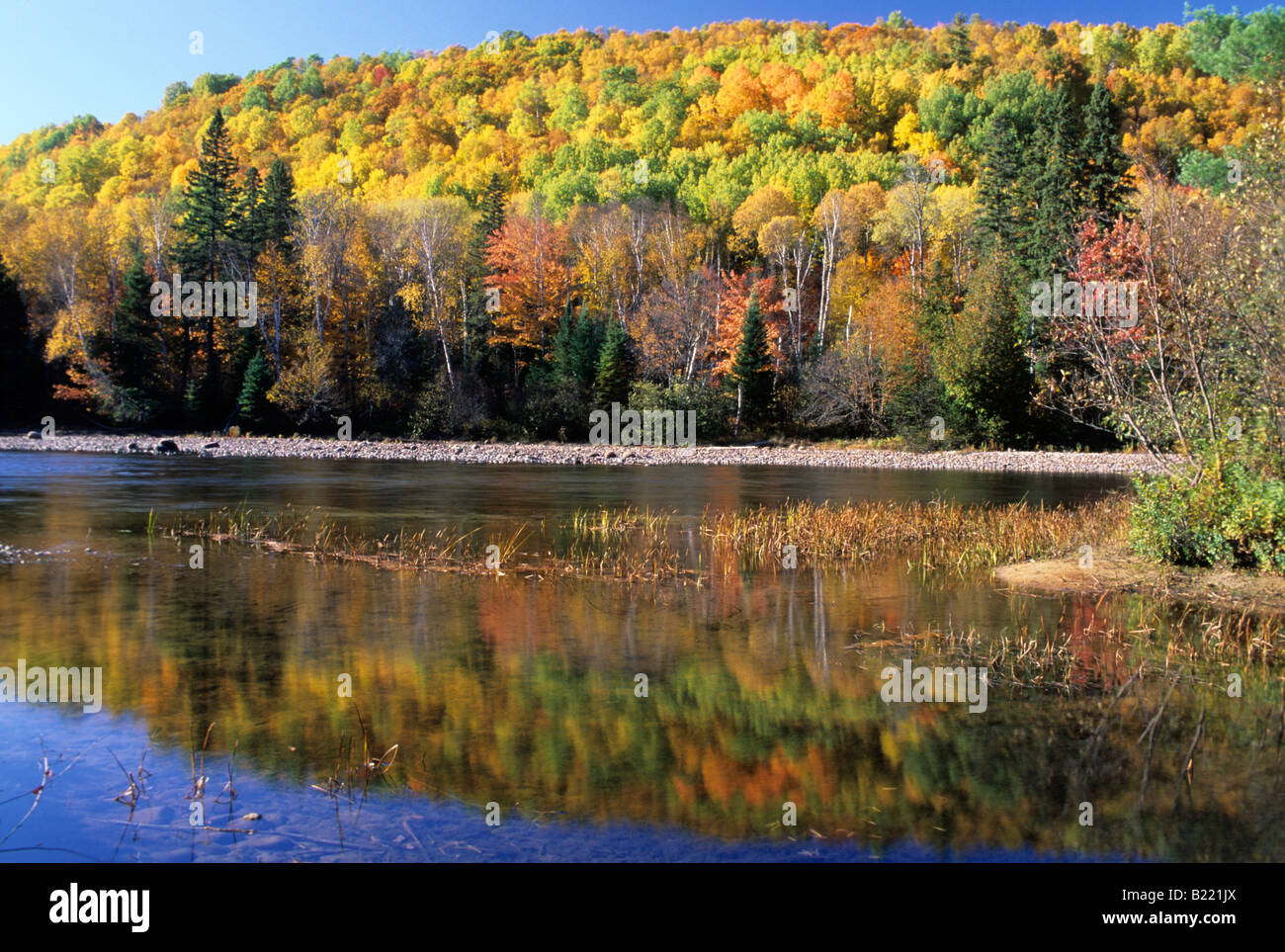 Autumn reflections in a pool on the Little White River, Ontario, Canada Stock Photo Alamy