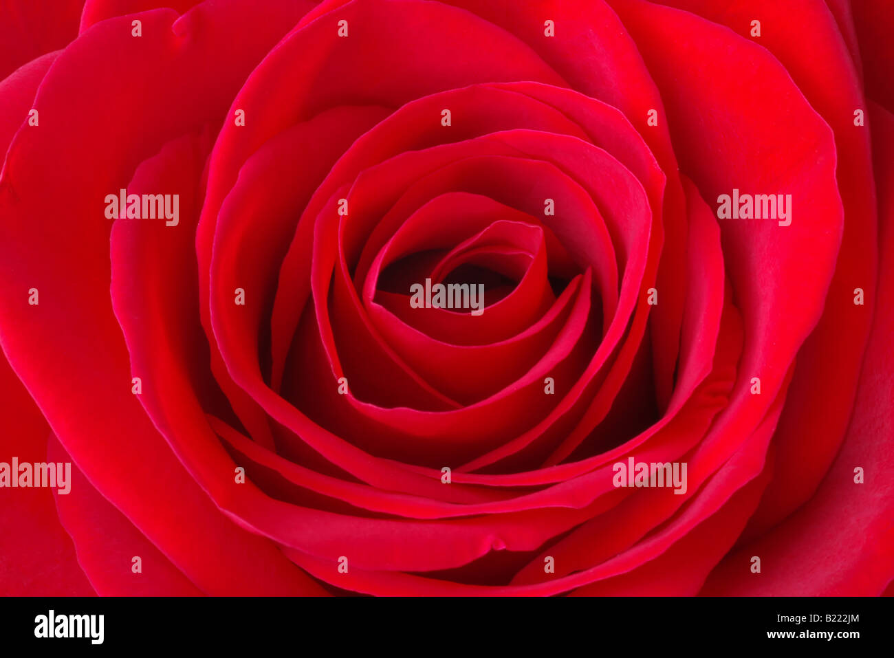 Vibrant red rose close up Stock Photo - Alamy