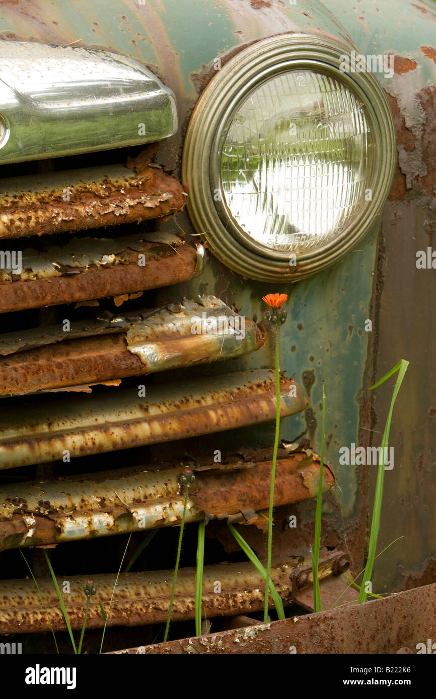 Hope for the Future. Hawkweed Flower Sprouts beneath Rusting Mercury Pick up Truck. Kingston