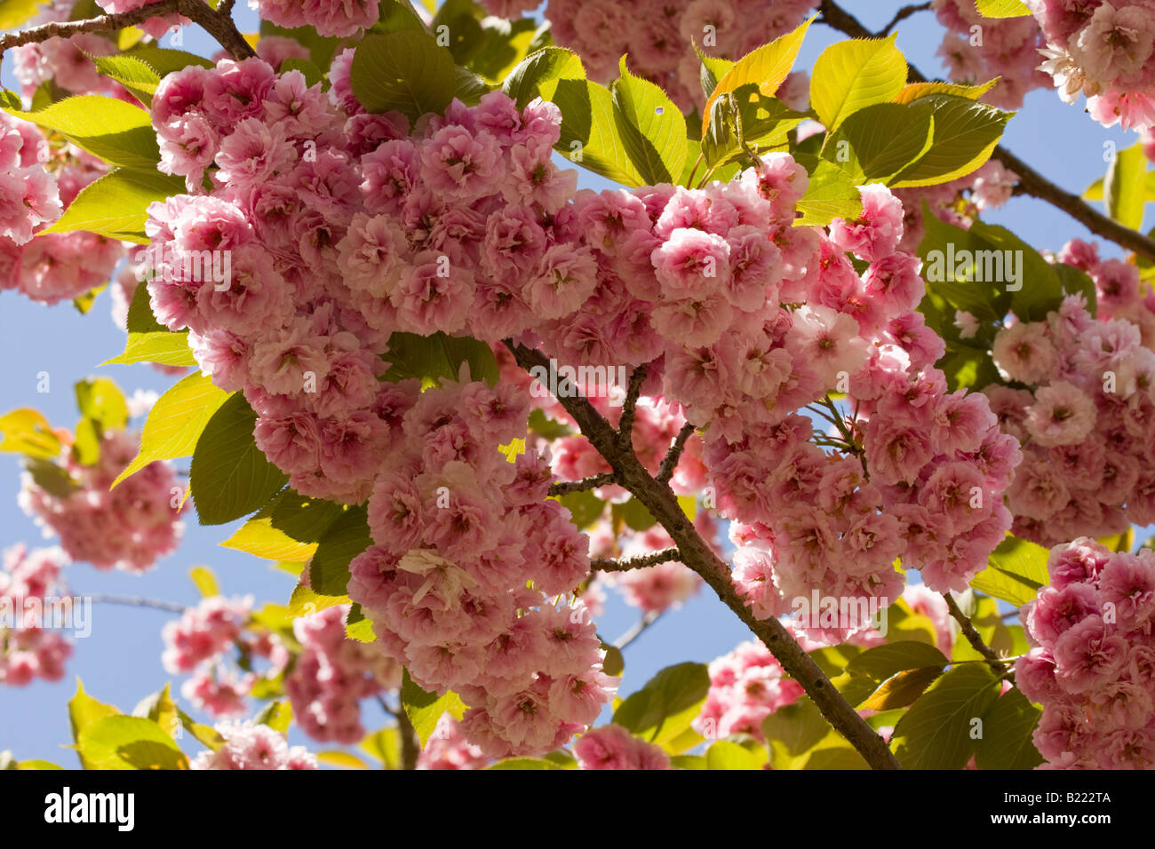 Flowering Crabapple tree Butchart Gardens, Victoria, Vancouver Island