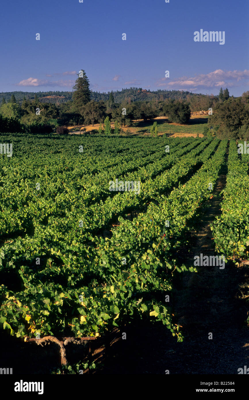 Ironstone Vineyards near Murphys Calaveras County California Stock