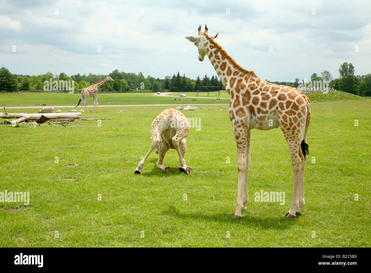 Safari animals hi-res stock photography and images - Alamy