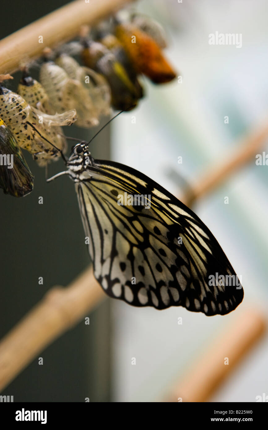 Malabar Tree Nymph Butterfly, Idea Malabarica, Paper Kite Butterfly Stock Photo Alamy