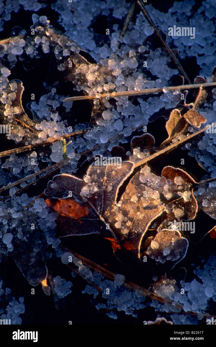 Winter sleet covers oak leaves and pine needles Pleasant Valley Sierra Foothills El Dorado County California Stock Photo