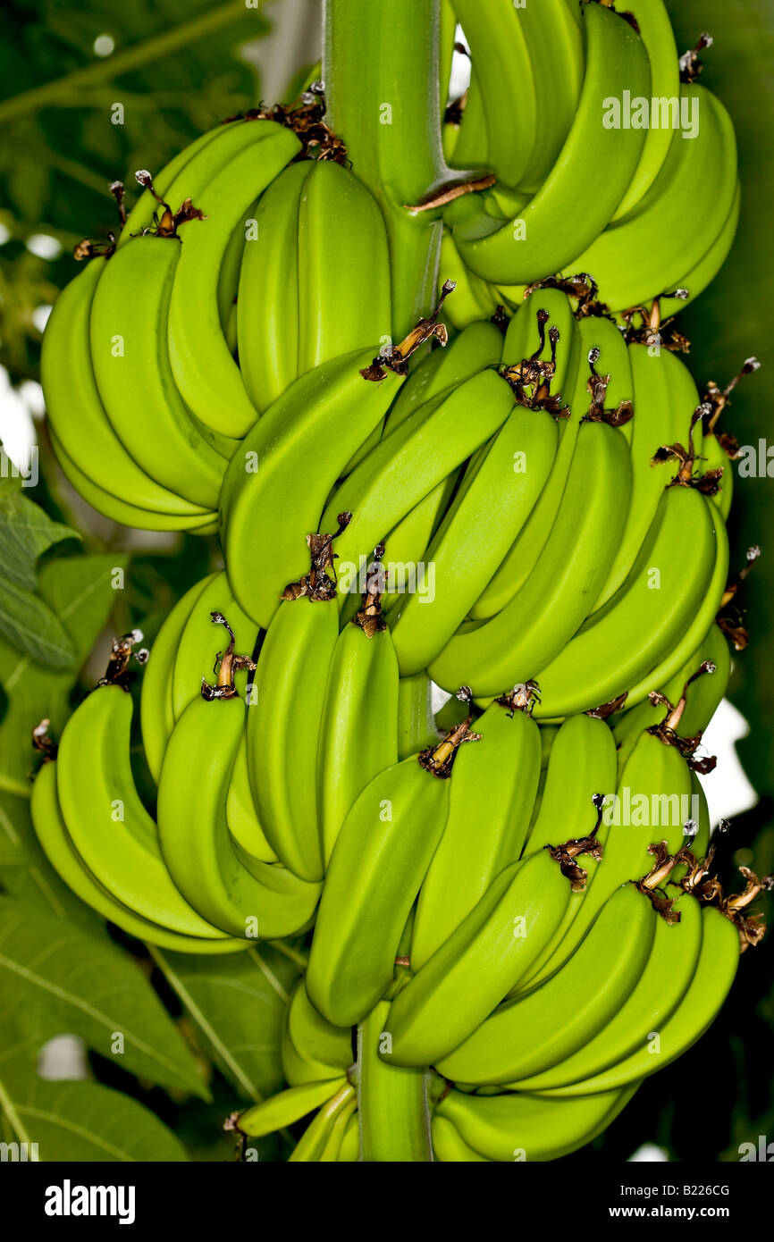 Bunch of Bananas Stock Photo Alamy