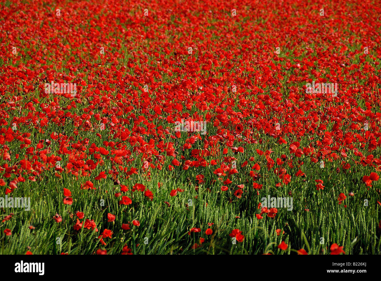 Poppies fields forever hi-res stock photography and images - Alamy
