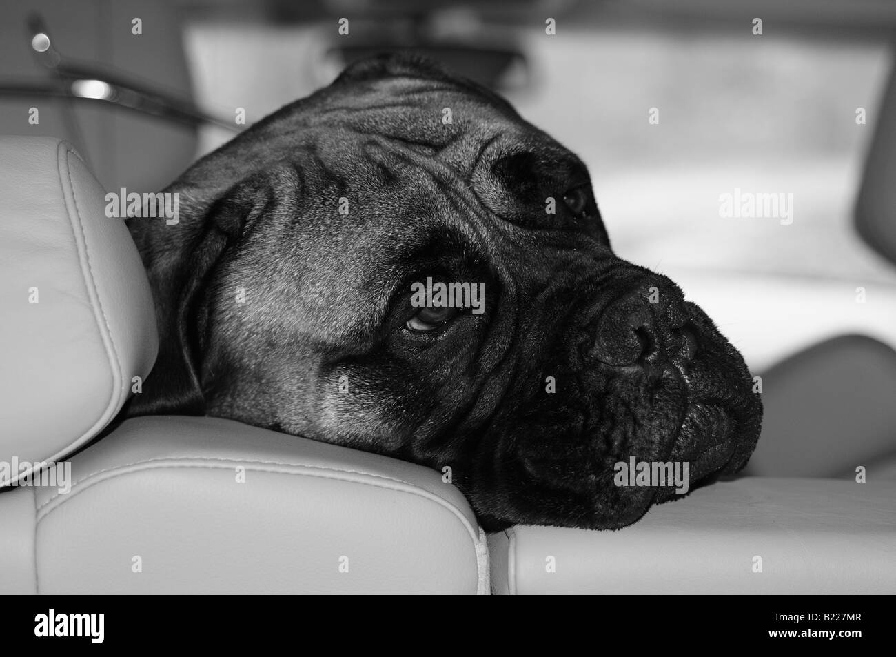 A bullmastiff (bull mastiff) dog peering its head over the back of the leather seats of a car, as its owner walks off. Stock Photo