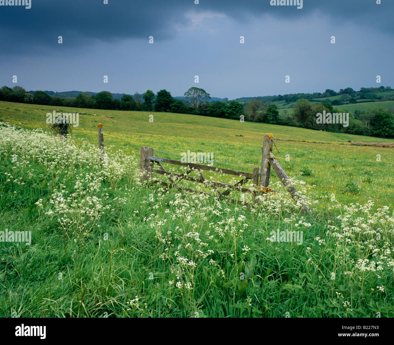 Cow parsley growing on the grass verge in front of a meadow of buttercups under spring rain clouds in Dartmoor National Park at Moretonhampstead, Devon, England. Stock Photo