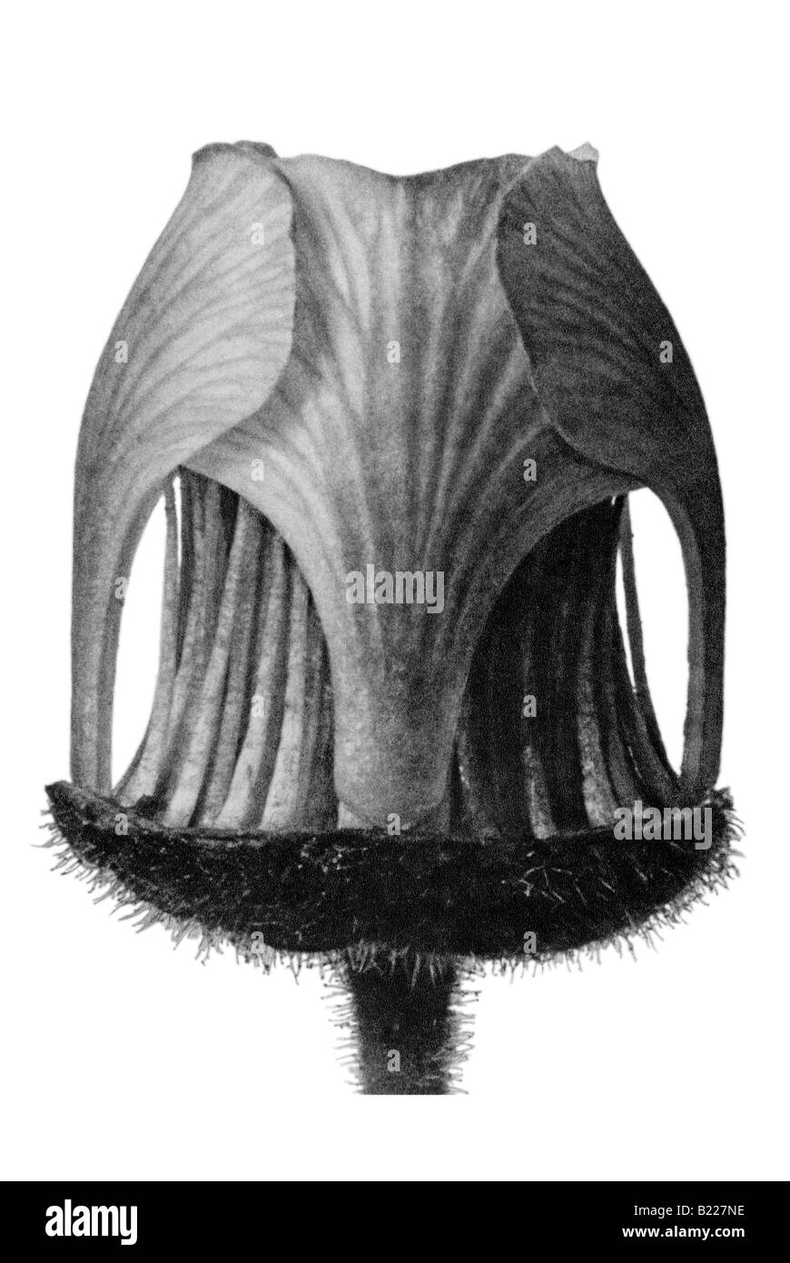 Water avens Archetypes of Art Karl Blossfeldt Urformen der Kunst Stock Photo