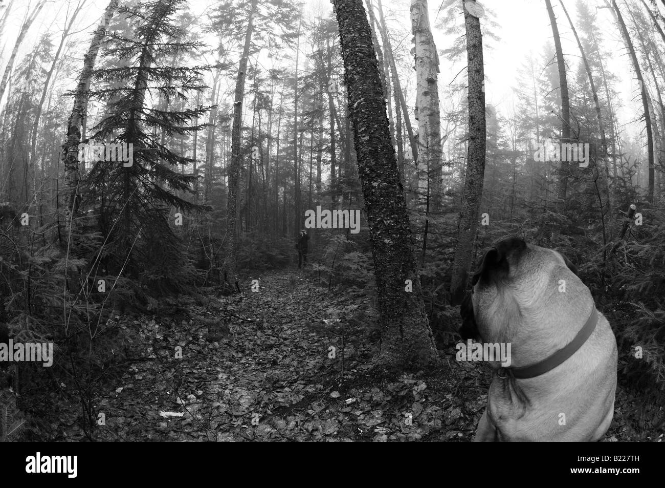 A black and white fisheye photograph of bullmastiff dog looking curiously on a foggy hike through the Laurentian mountains. Stock Photo