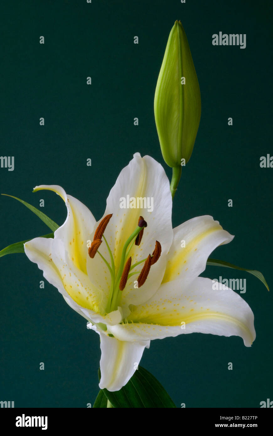 Close up of Lilium Auratum Stock Photo