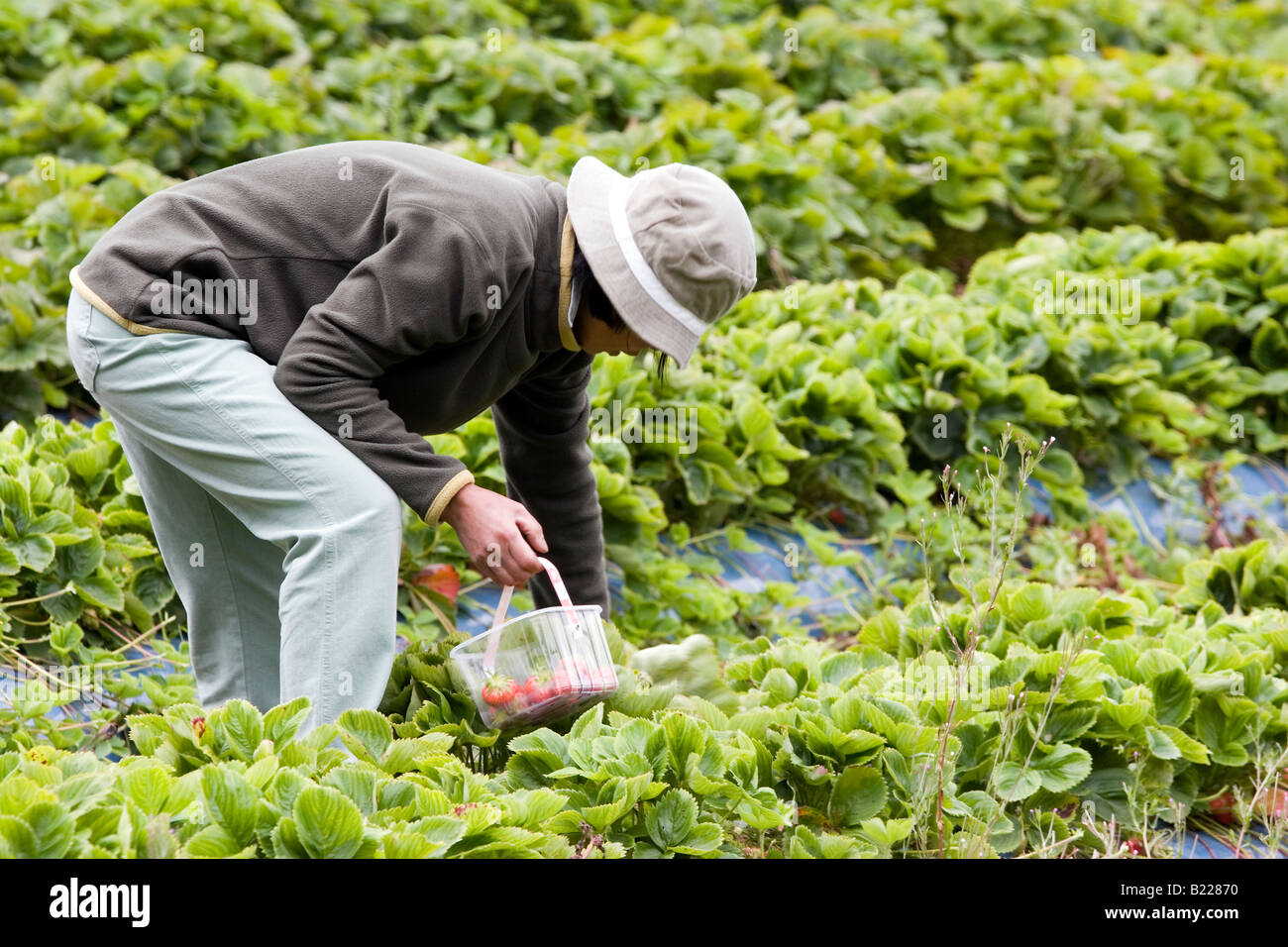 Woman picking strawberries Stock Photo - Alamy