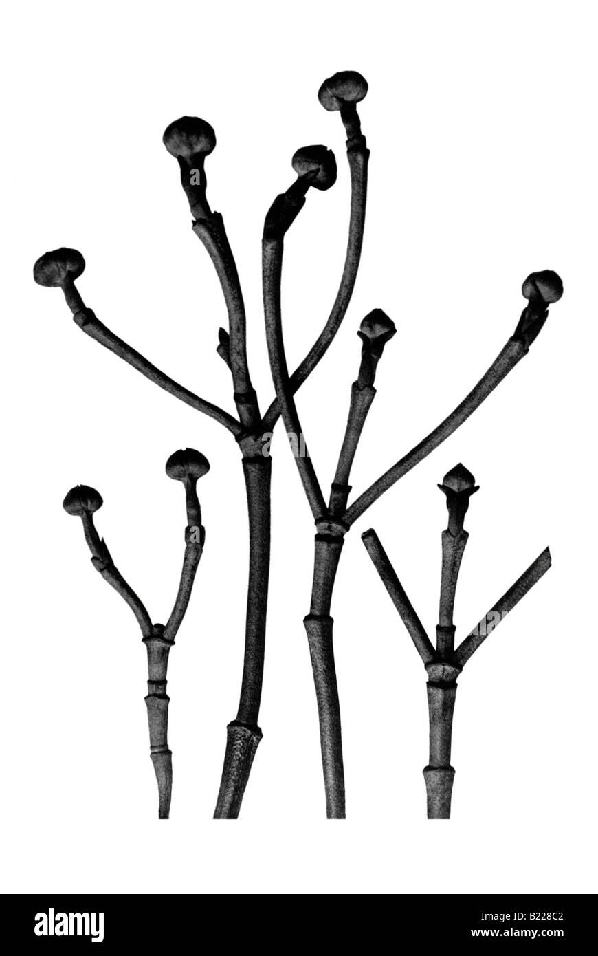 Twigs of dogwood Archetypes of Art Karl Blossfeldt Urformen der Kunst Stock Photo
